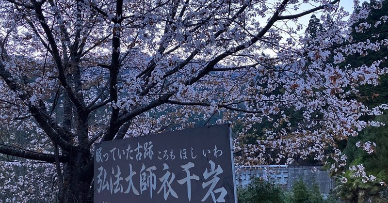 山桜が開花しました
