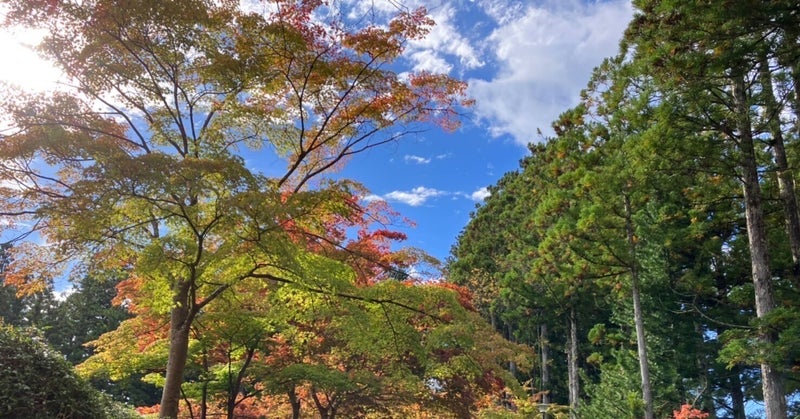 おはようございます☺午後から曇りの予報ですが色付いた紅葉と秋晴れがきれいで暖かくなりそうです☀