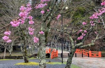 奥の院　枝垂れ桜が開花しました