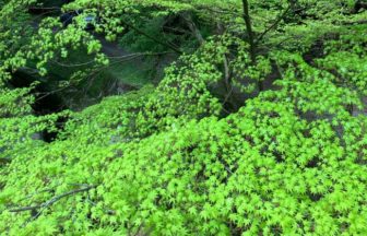 高野山は、新緑が綺麗です😊