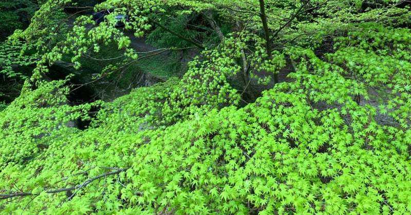 高野山は、新緑が綺麗です😊