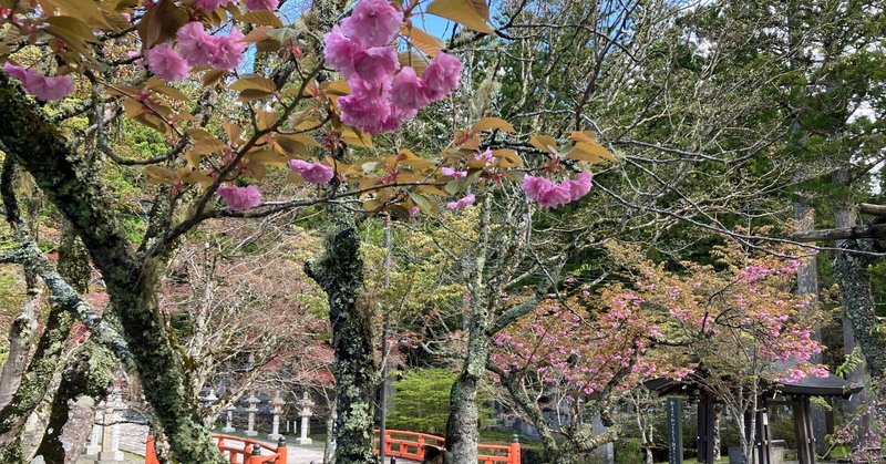 奥の院　牡丹桜
