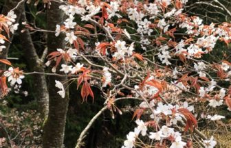 山桜とミツバツツジ